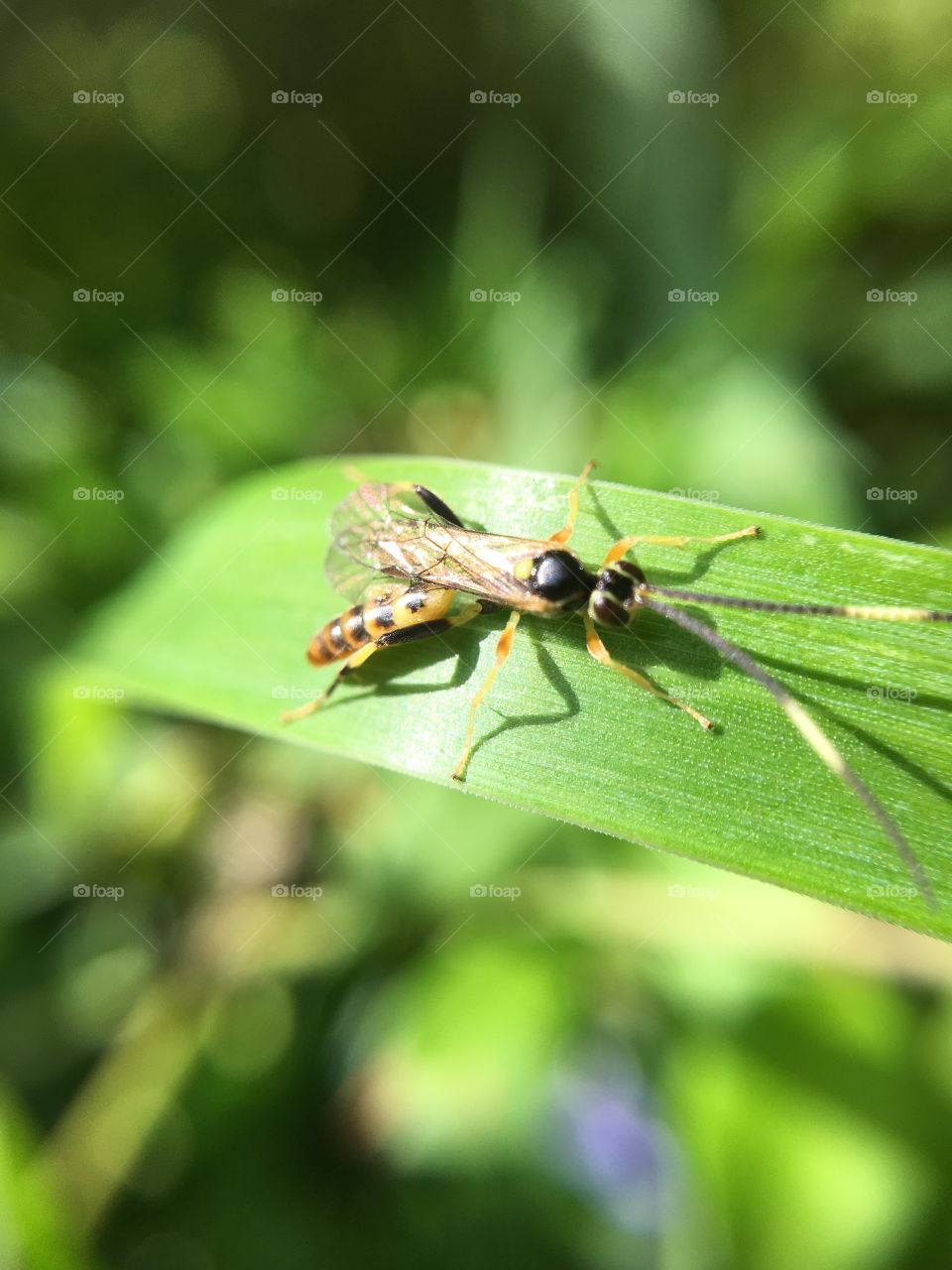 Tiny Insekt on grass blade - Macro Shot