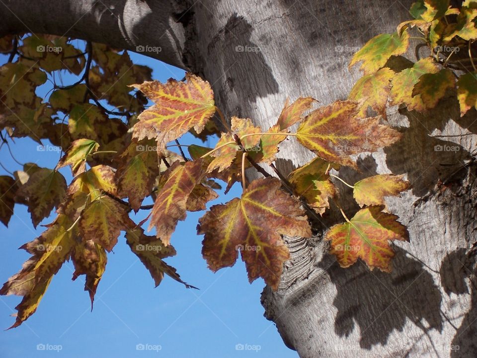 Maple leaves 