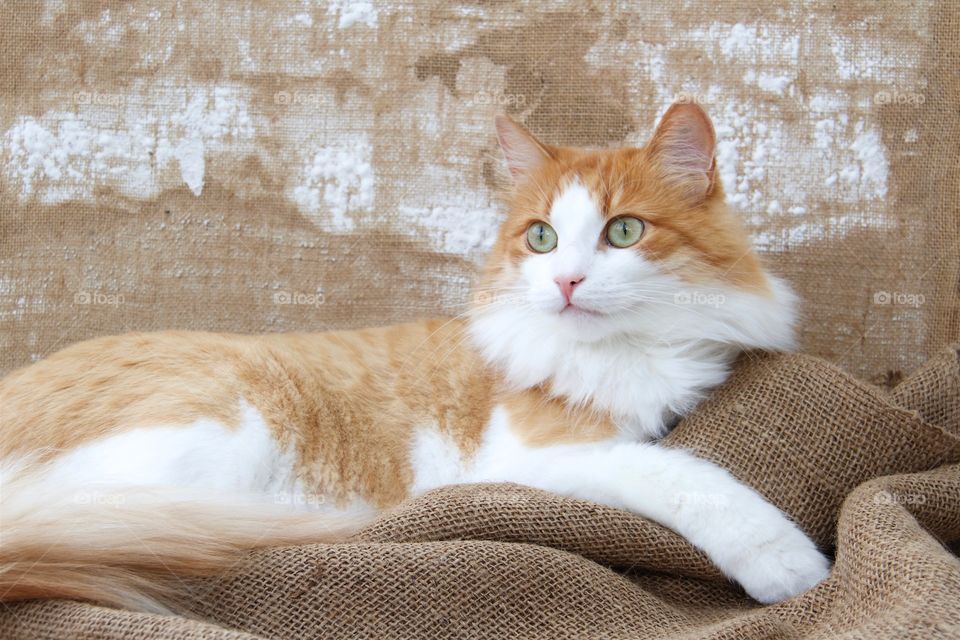 Norwegian forest cat sitting on cloth