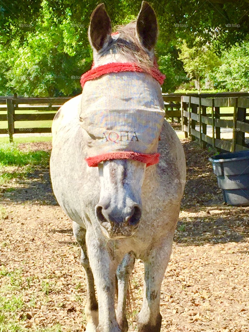 A horse wearing a protective eye bug net