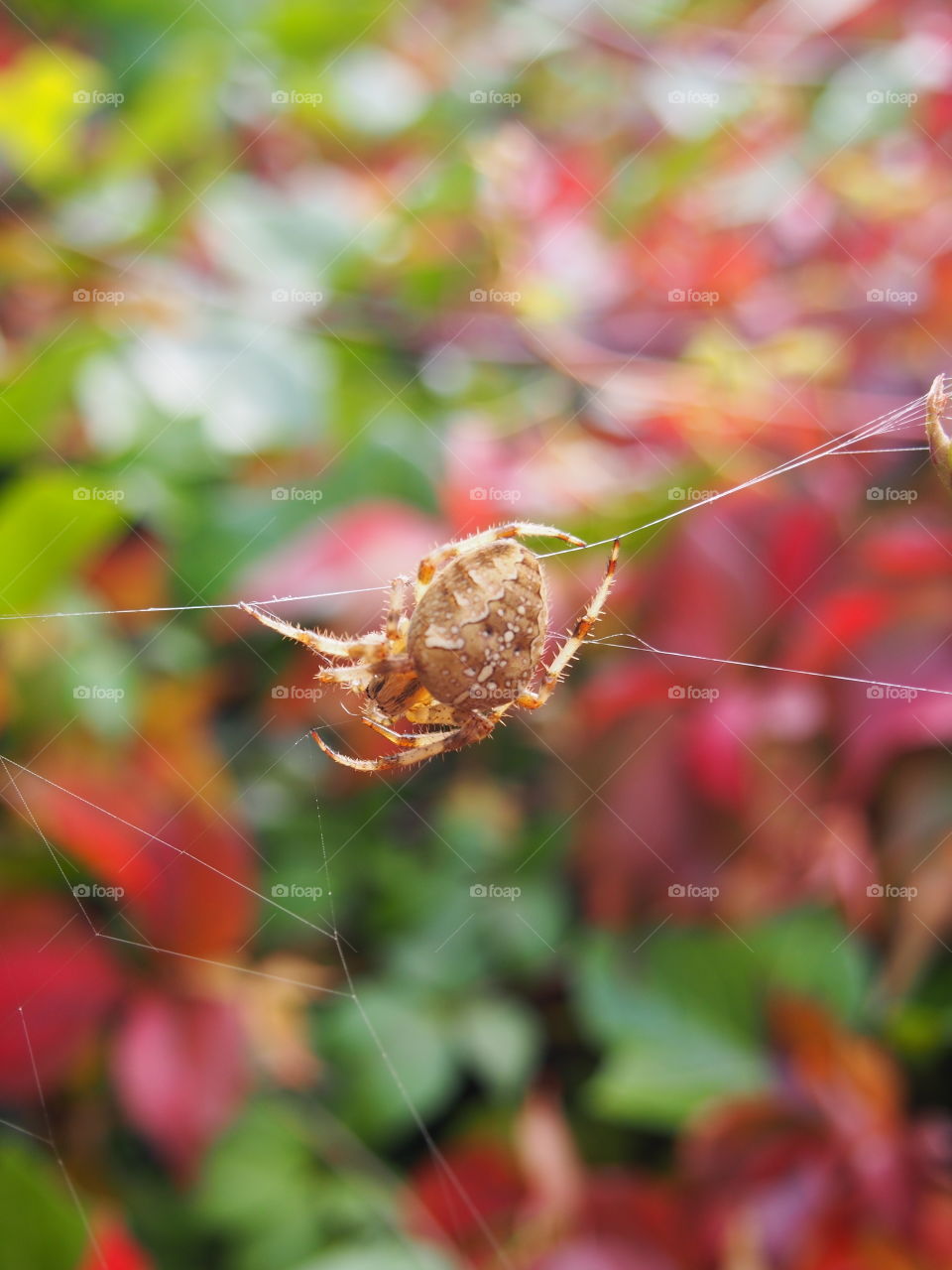 Close-up of a Spider