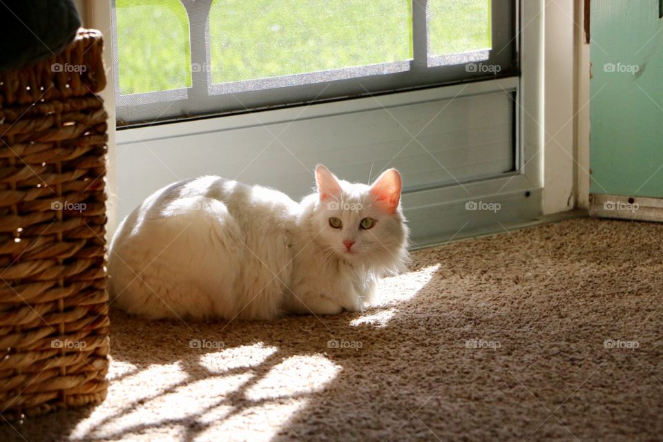 White cat sitting on carpet