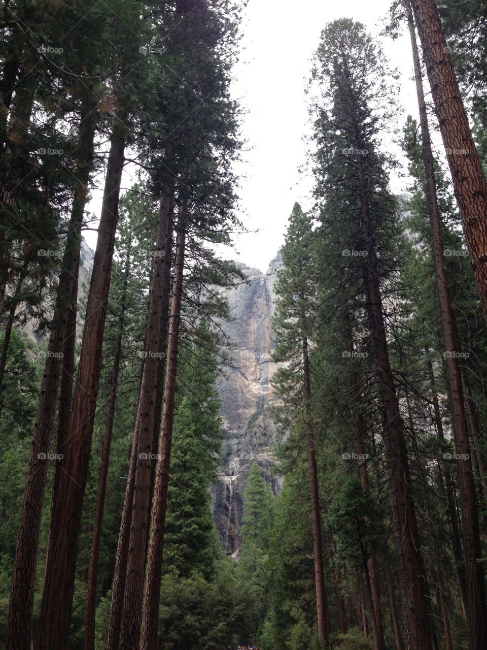 Yosemite forest