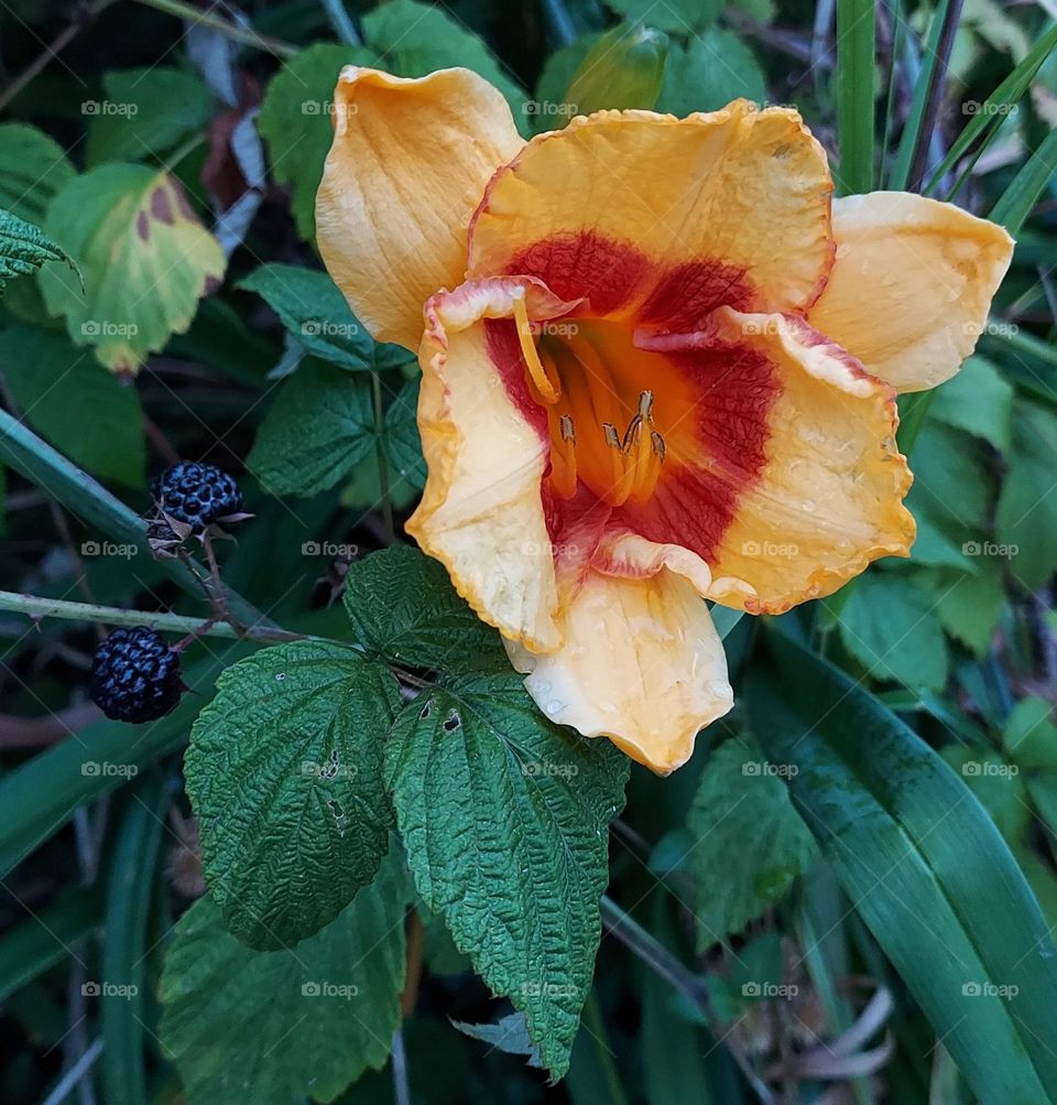Peach day lily with red eye next to black raspberries