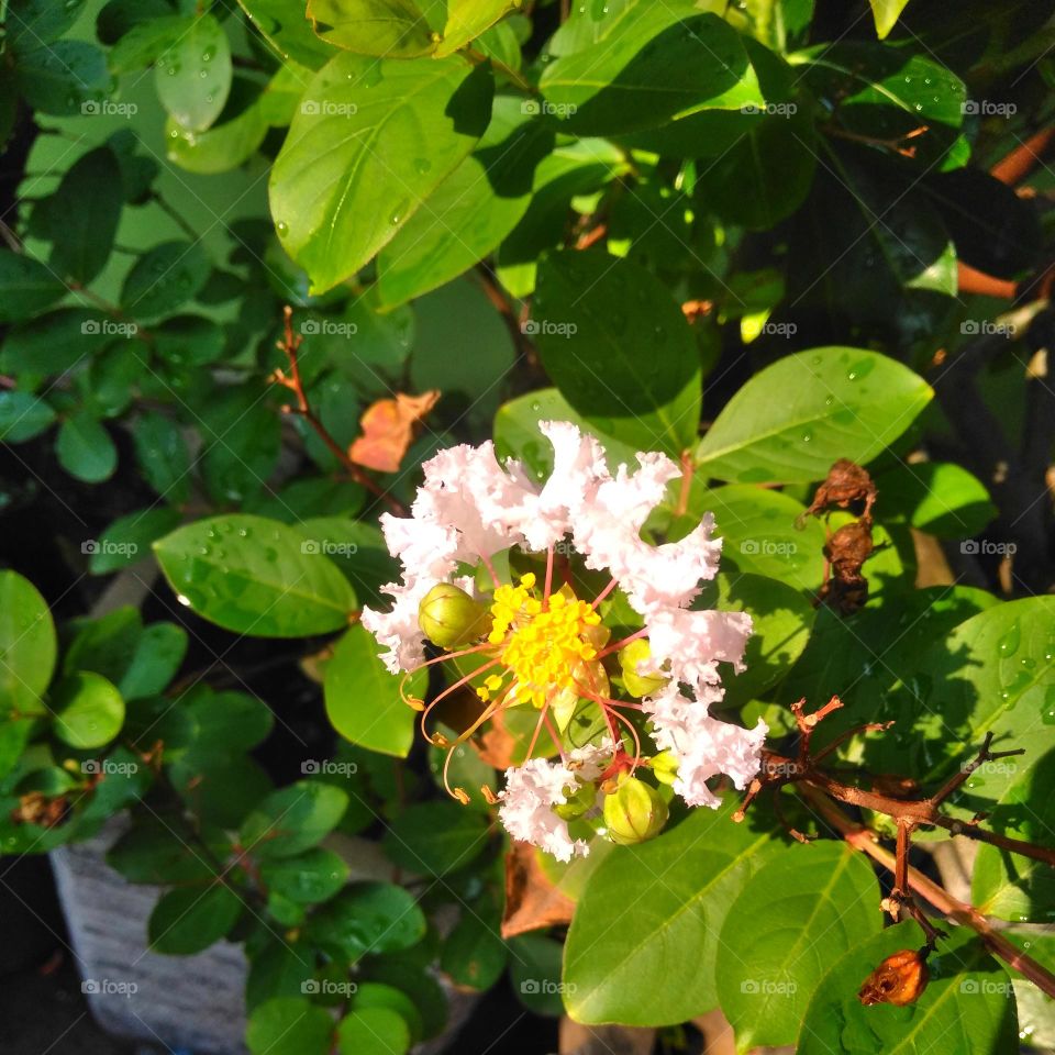 Beautiful flower on the garden