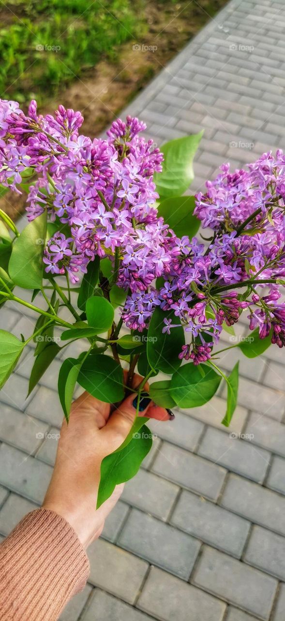 Urban plants view eco focus day part sun sunny street capture colorful