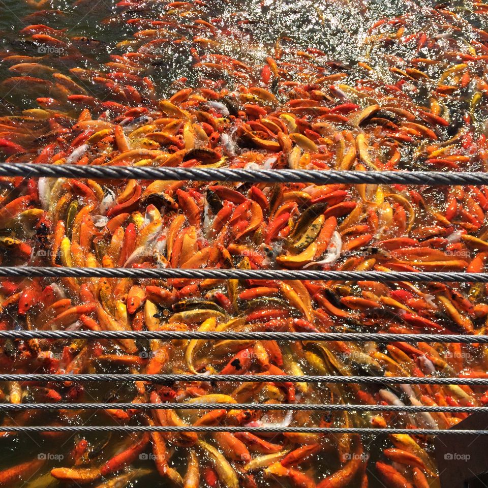 Koi's there, Koi's everywhere. So satisfying to look at. 