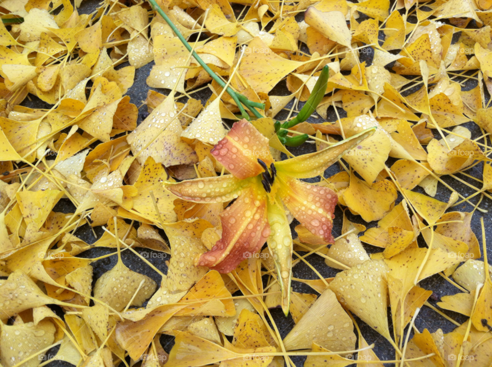 yellow leaves autumn lily by kenglund