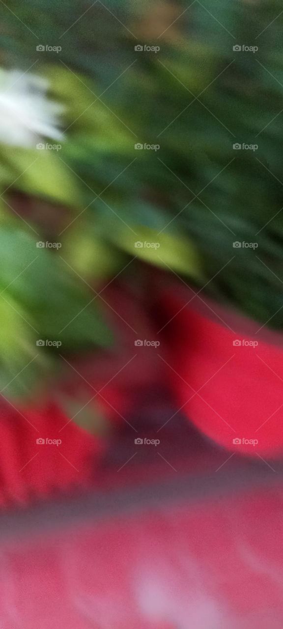 blue pick of jasmine flowers plant in red color pot full of fragrance