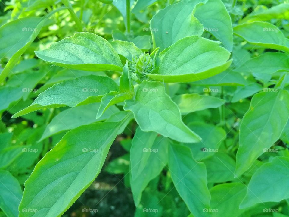 vegetables fresh with green color in kalimantan indonesia