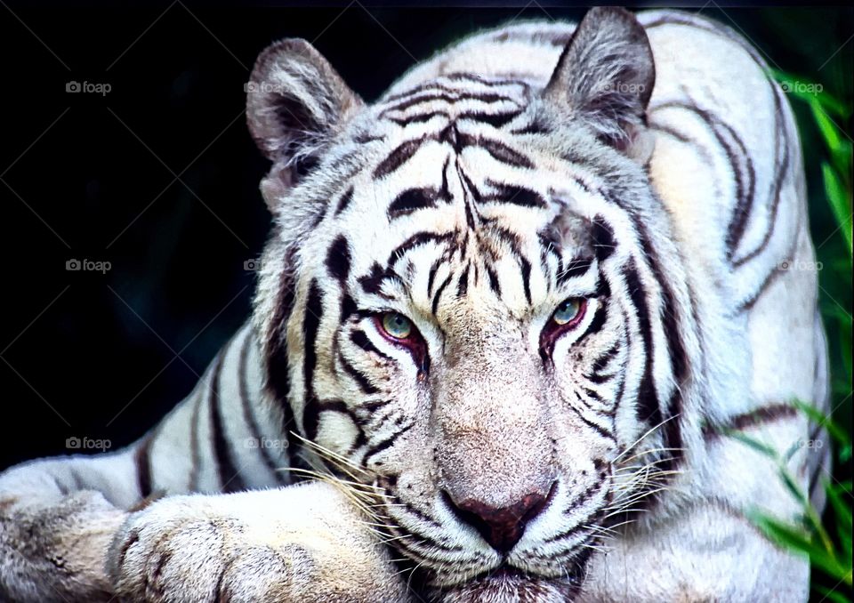 Portrait of an angry White Tiger. That hangover feeling?