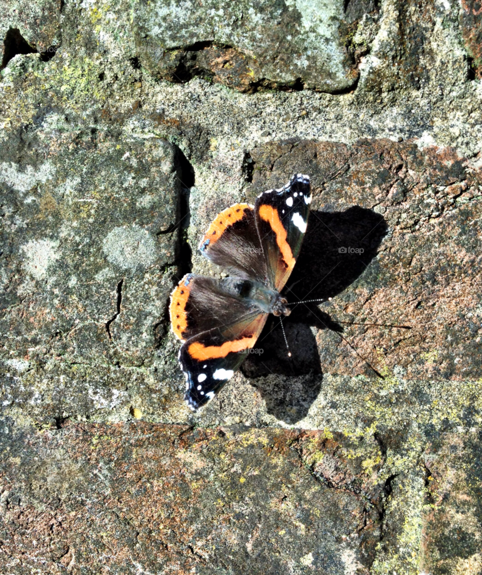 wall butterfly red admiral east sussex by johnaweston