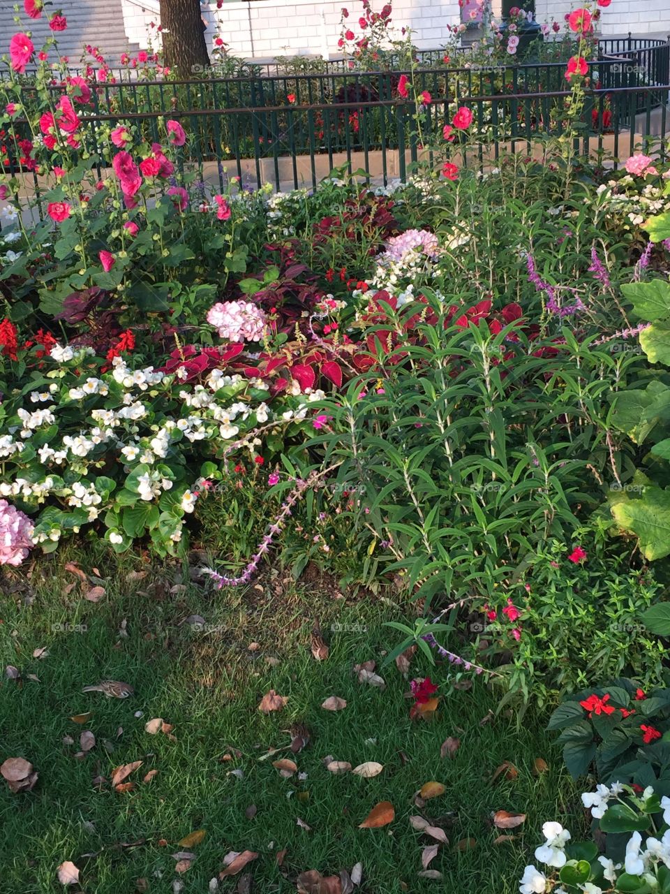 Garden Flora