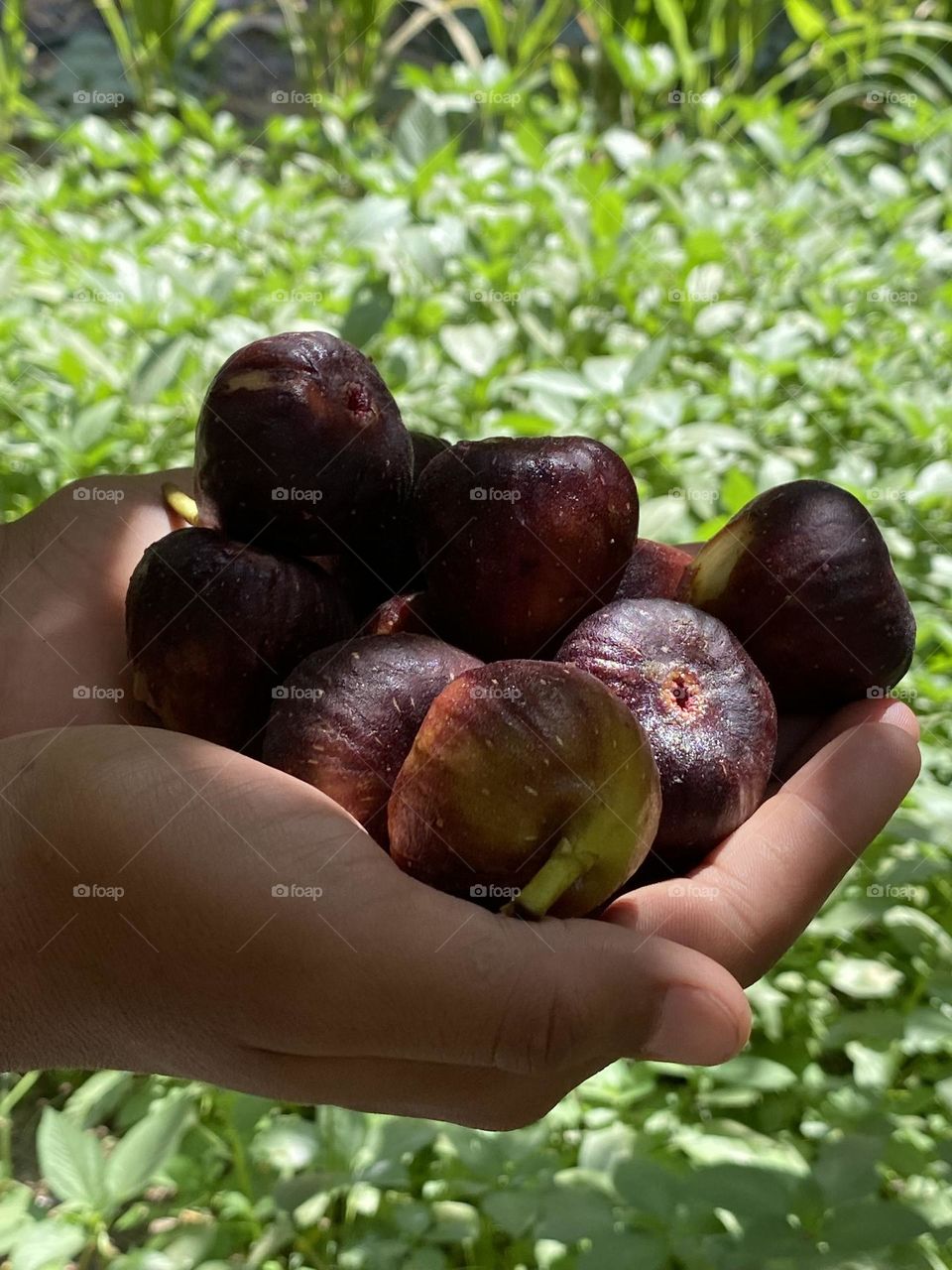Figs from our farm
