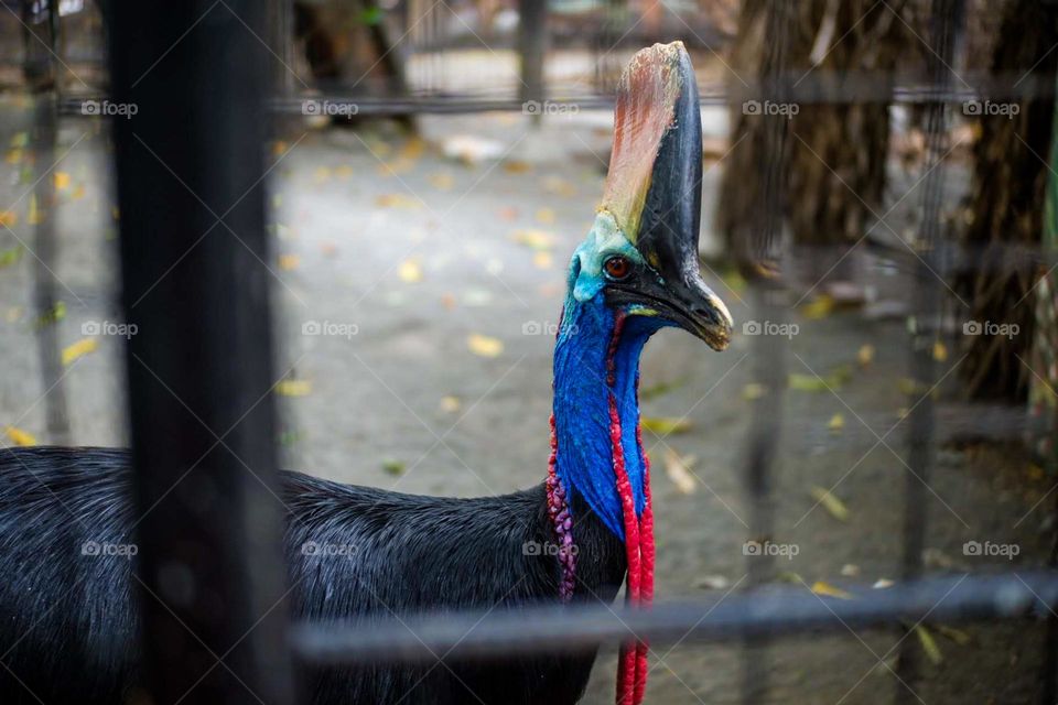 Colorful 🦚 peacock🥰