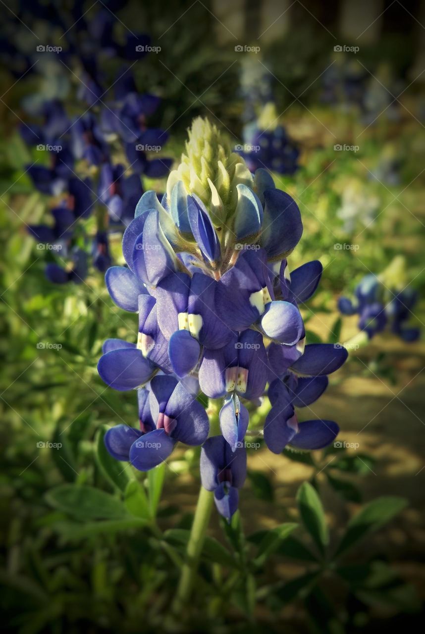 Texas State Flower the Bluebonnet