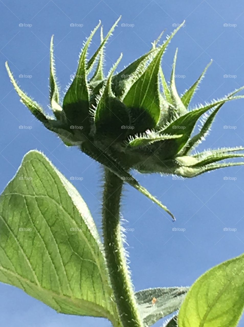 Happy Sunflower to be open soon