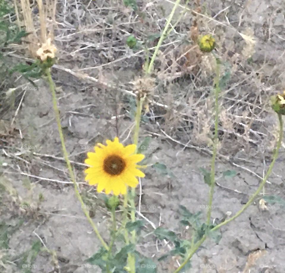 One single,  yellow and brown flower, stands out in this dry prairie land