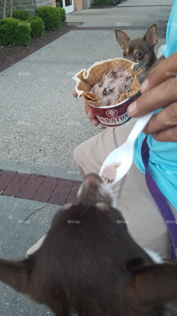 ice cream and canines!