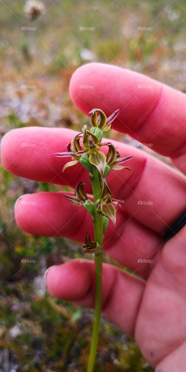 Orchid on Three Hummock Island State Reserve