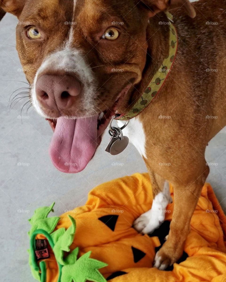 Dog Standing on a Jack-O-Lantern pumpkin costume 🎃🐶