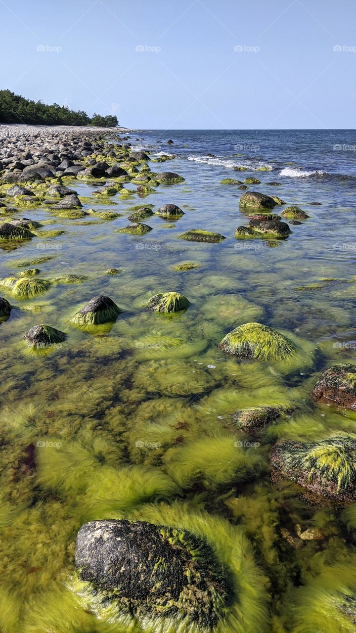 mosses and weeds growing on the rocks near the seabed