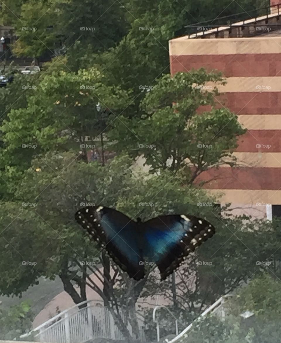 Blue butterfly on glass