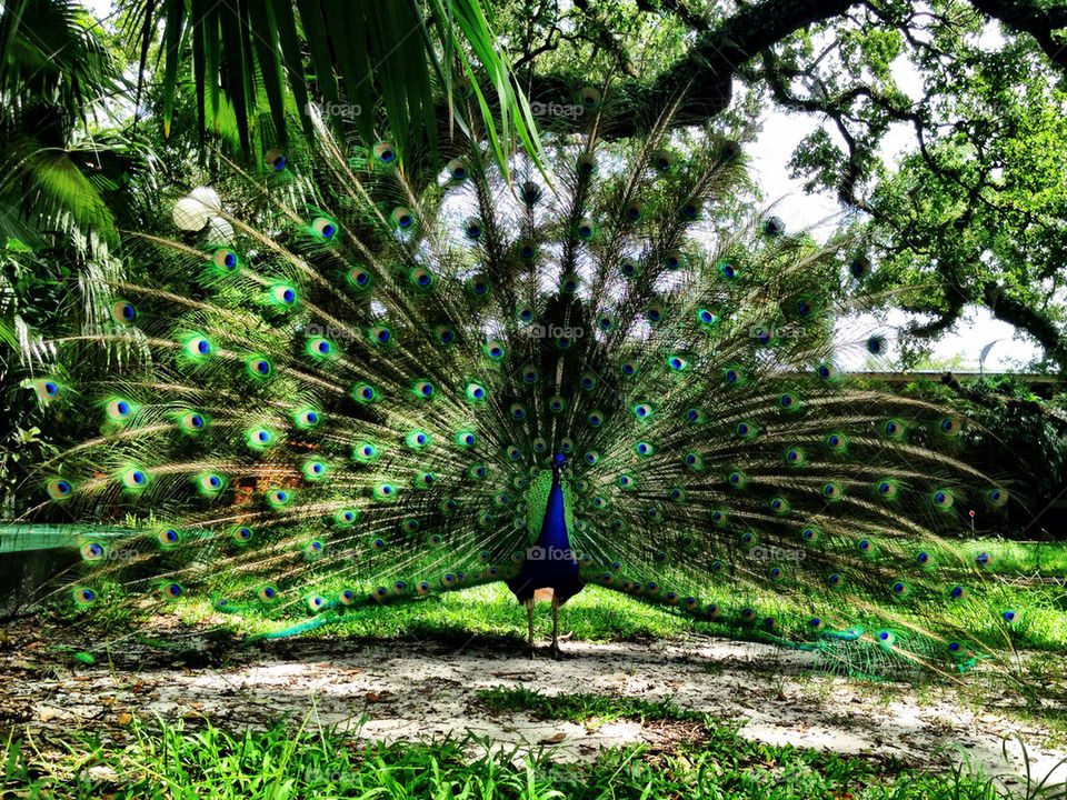 PEACOK IN A PARK