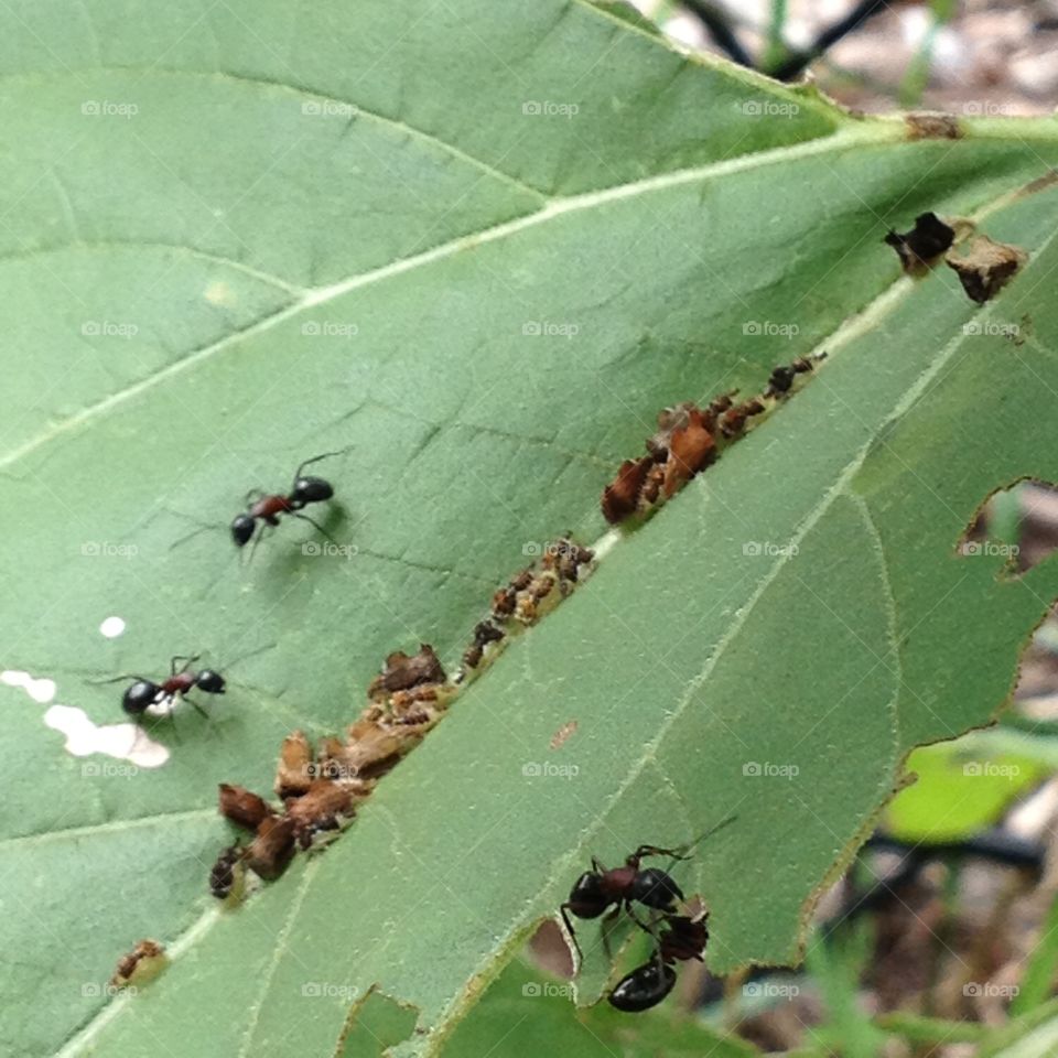 The ants go marching