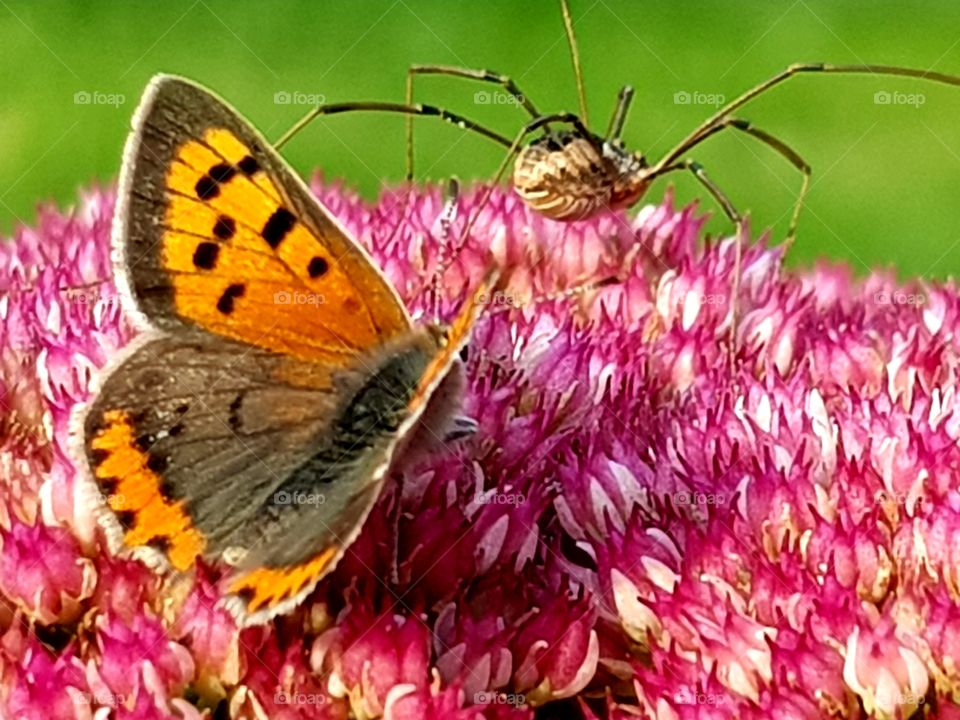 Butterfly and spider on flower