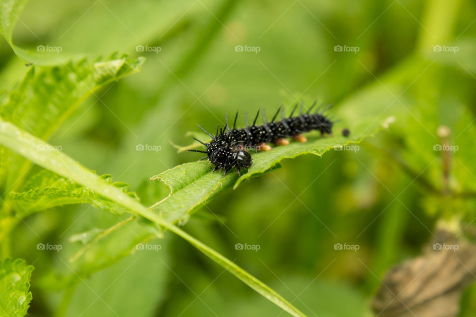 Insect, Nature, Leaf, Flora, Garden