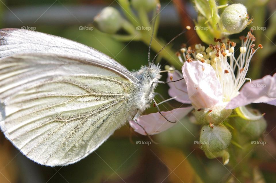 Cabbage White Butterfly On Flower