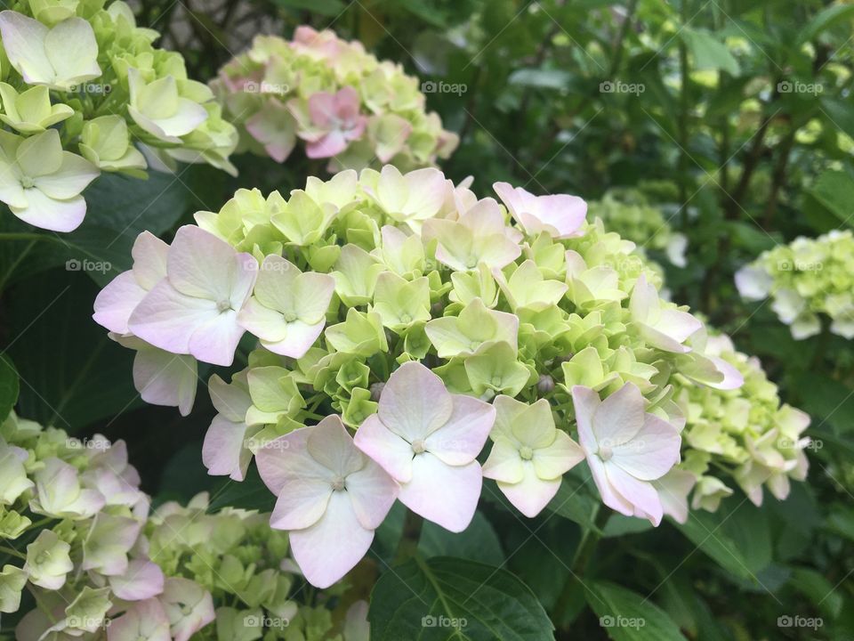 Hydrangeas’ buds