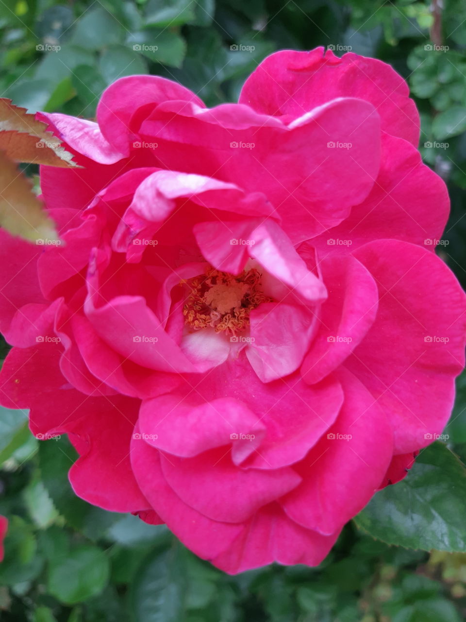 Rose up close