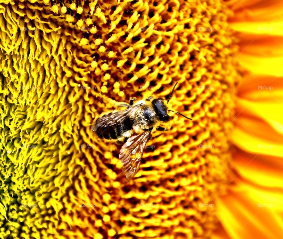 Close-up of bee pollinating