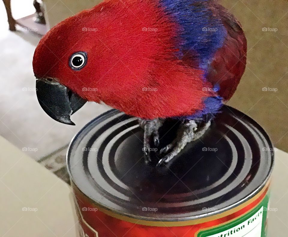 Parrot can opener
