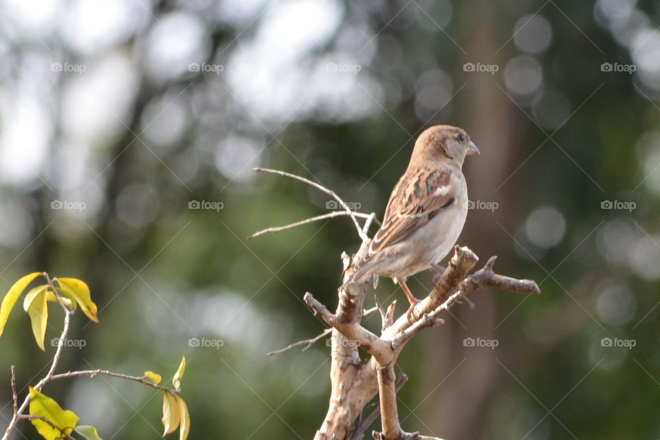 freedom of the bird in its habitat