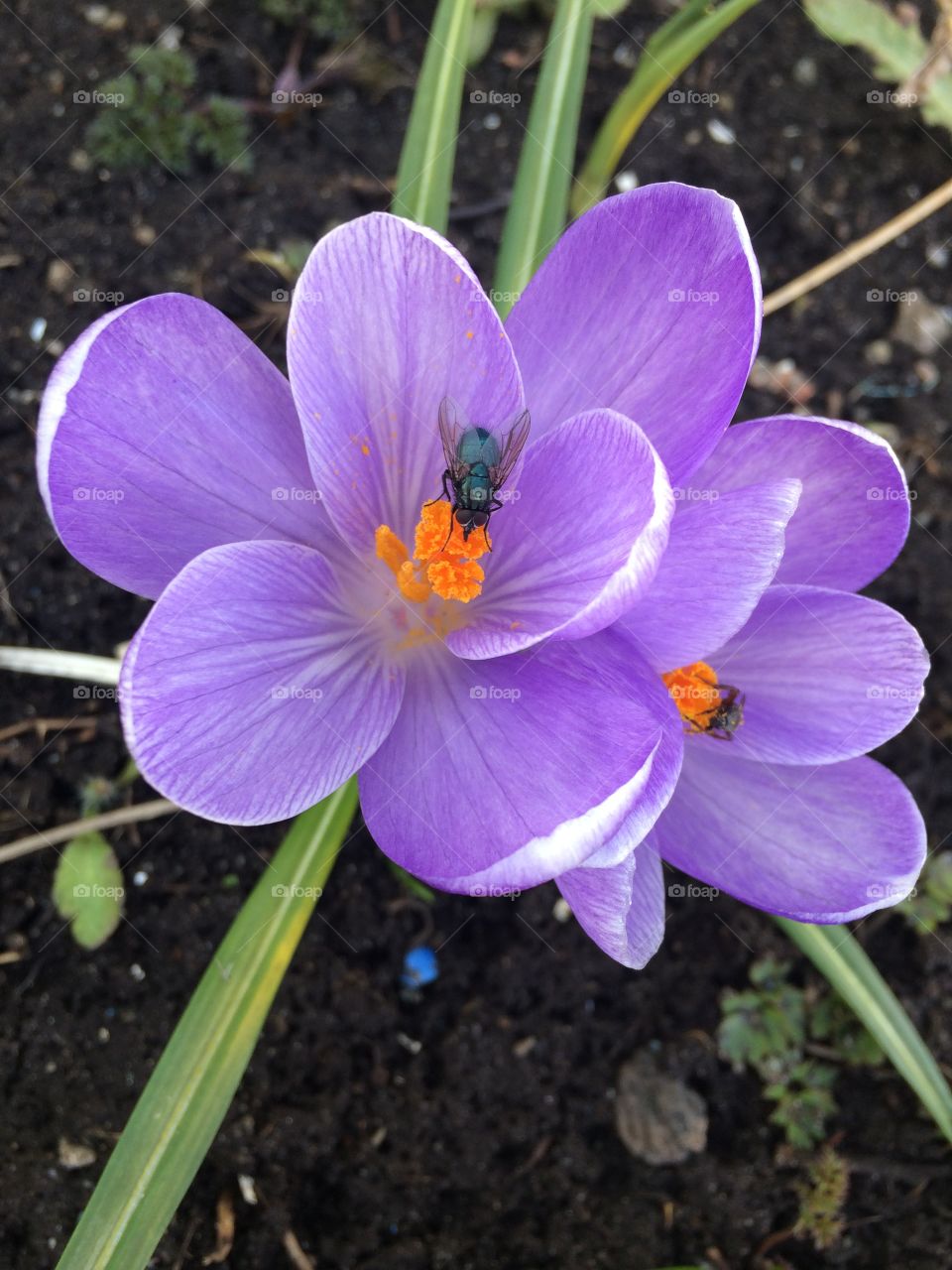 'Crocus','garden','april','beautiful'