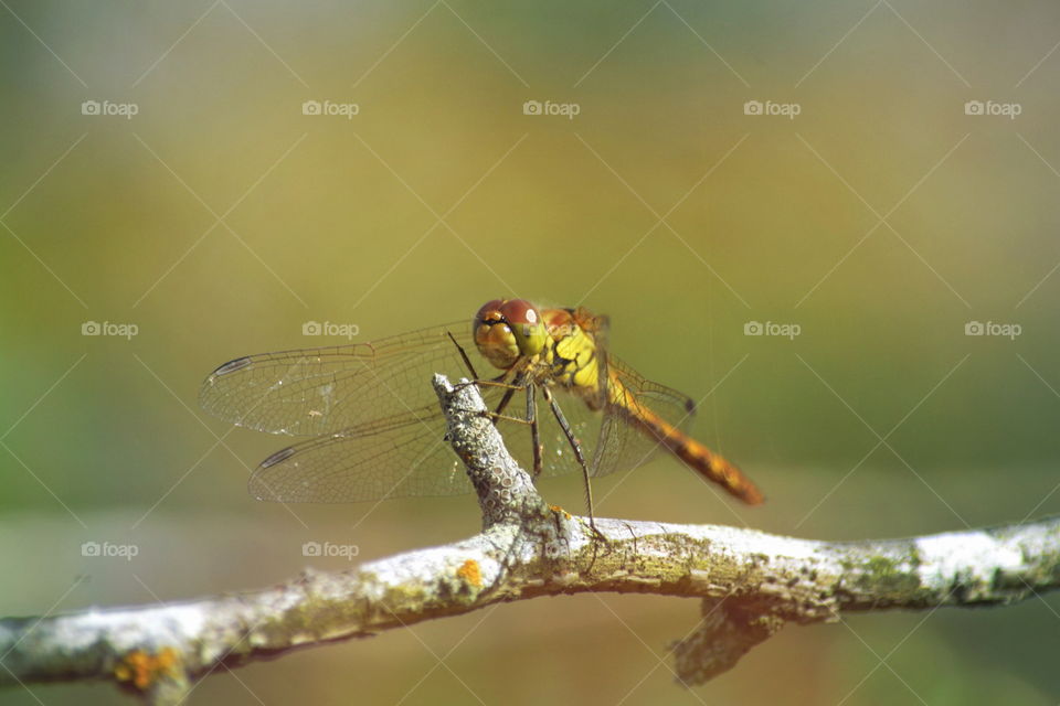 Dragonfly, No Person, Insect, Nature, Wildlife