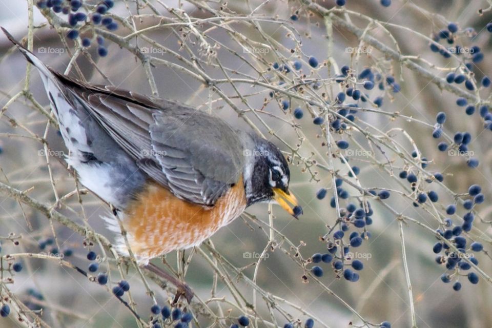 Springtime Robin