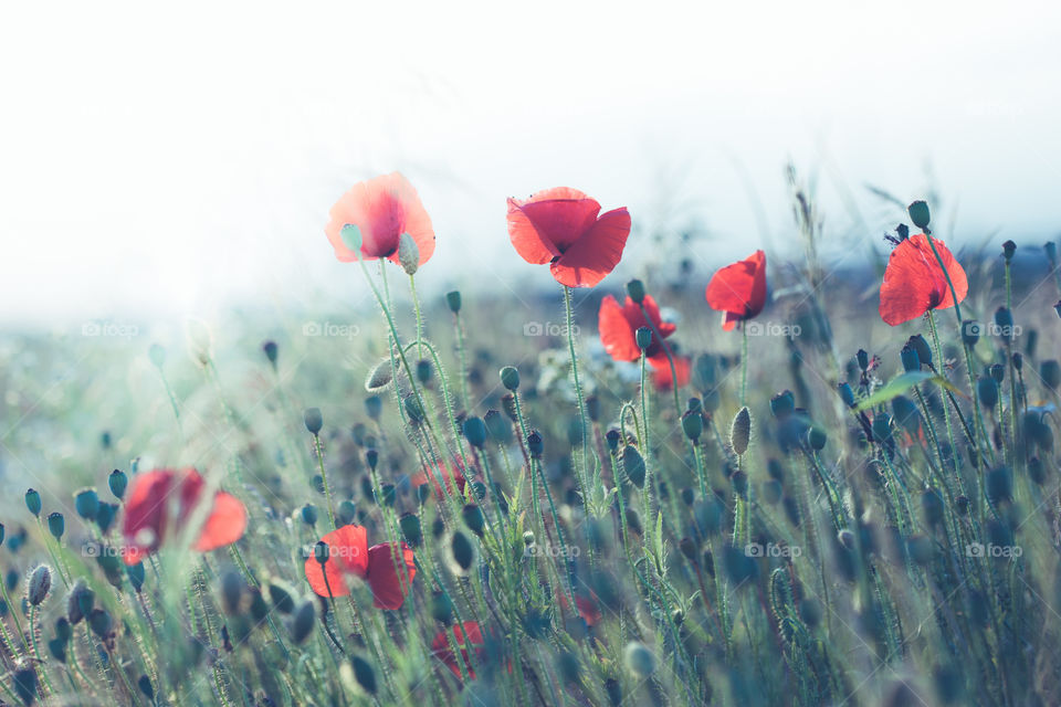 Poppies flowers and other plants in the field. Flowery meadow flooded by sunlight in the summer