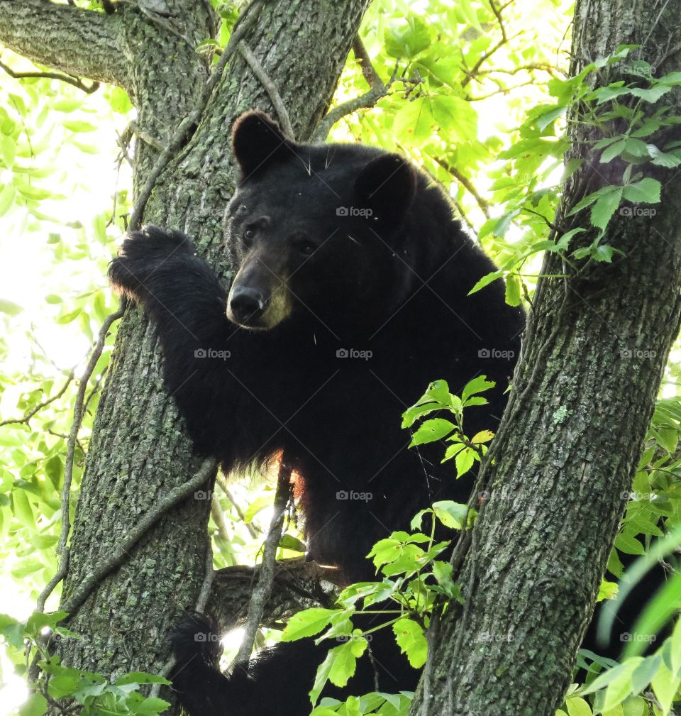Black bear in a tree in Virginia.