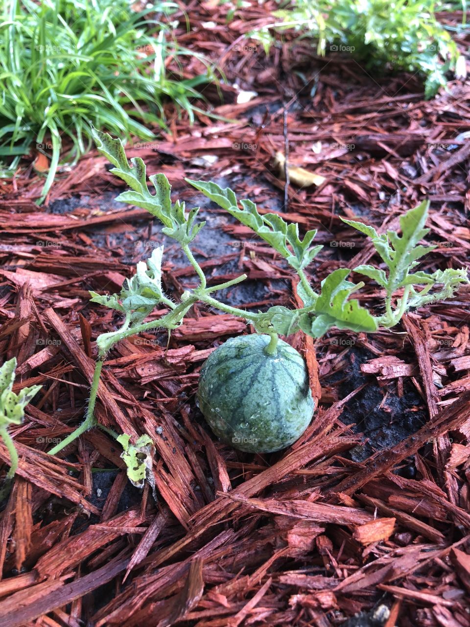 Baby watermelon 