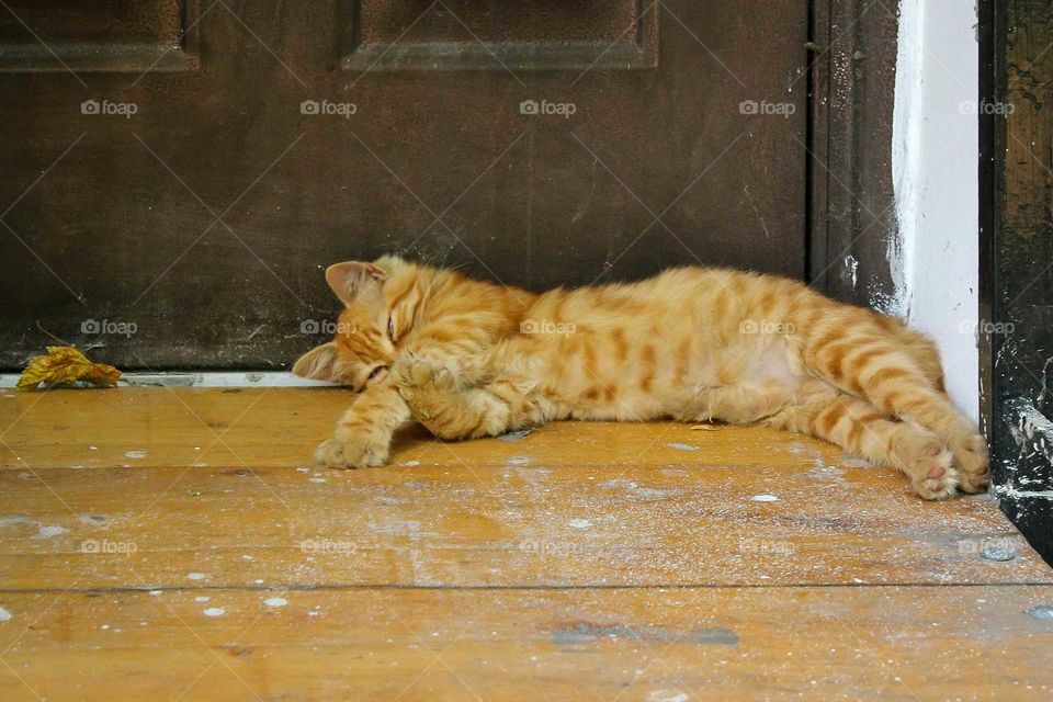 Red cat resting on floor