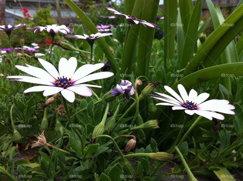 Wild flower Australia 