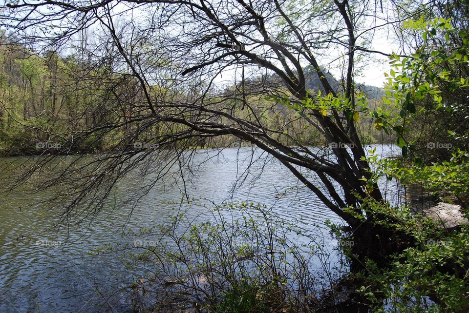 River and trees