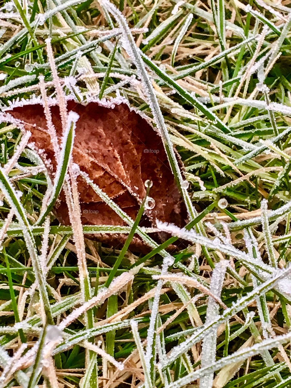 Leaf in Frost 
