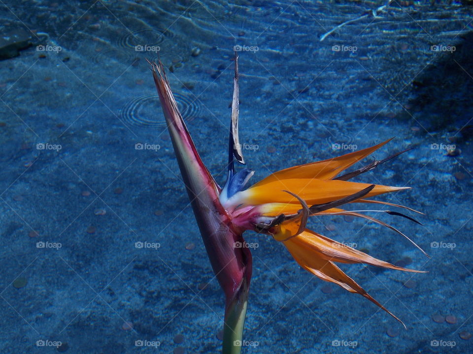 High angle view of flowers
