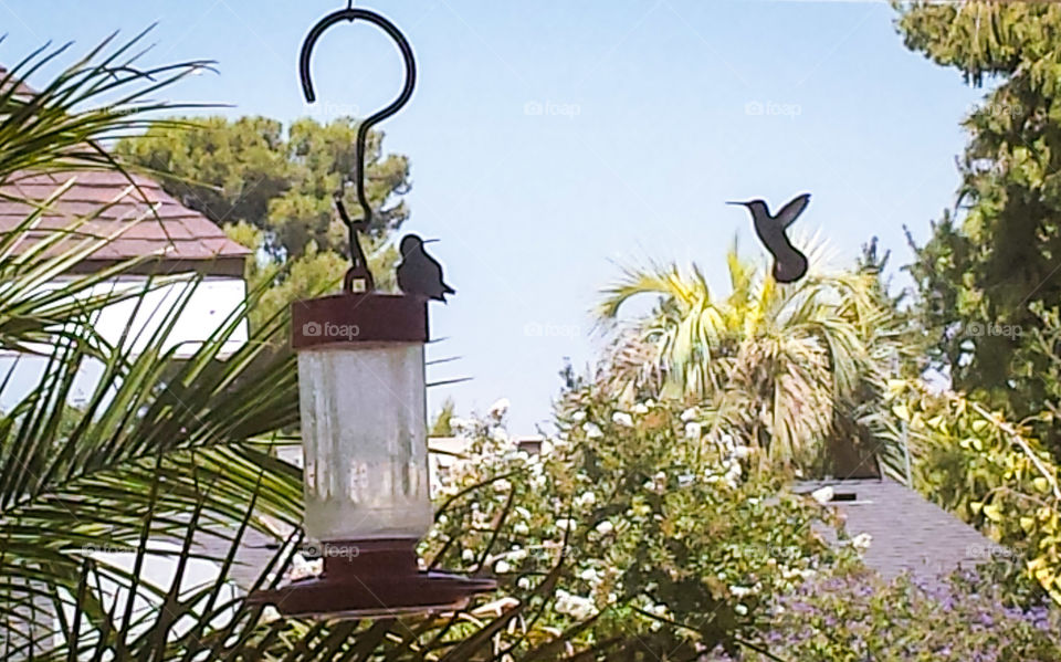 Two hummingbirds at feeder. On my patio