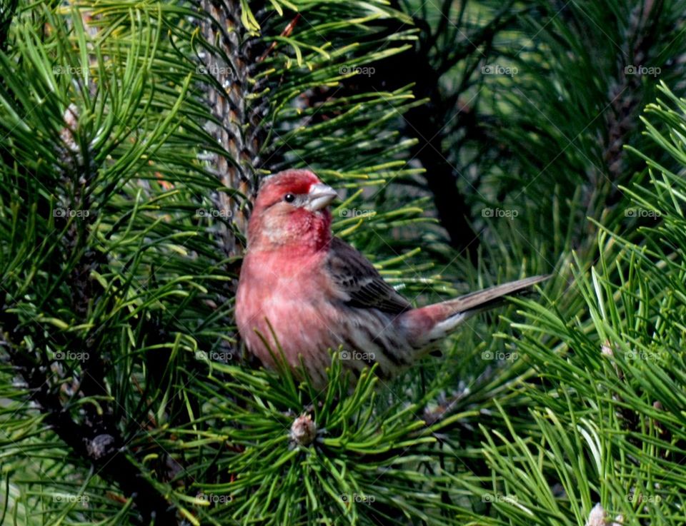 Red Finch